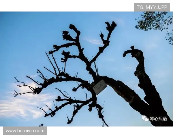 深圳攀岩队力量之争引发热议背后的故事与思考 深圳攀岩队力量之争引发热议背后的故事与思考